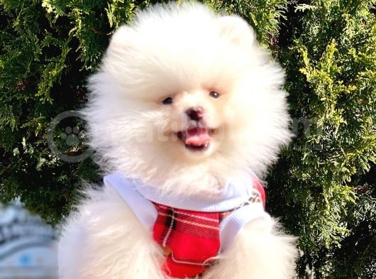 Pomeranian Boo Yavrular görsel