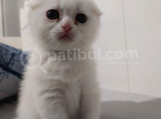 3 Mart Dogumlu Scotish Fold Erkek görsel