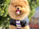 Pomeranian Boo Yavrular