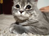 Duman Kalıcı Yuvasını Bekliyor