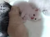 1 Ayık Bebeklerim Yeni Ailesini Bekliyor