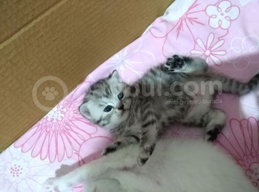 1 Ayık Bebeklerim Yeni Ailesini Bekliyor görsel