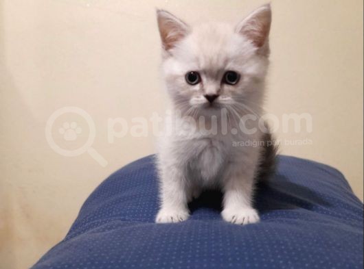 Scottish Straight Lynx, Scottish Fold Longhair Lynx, Chocolate Point , Yavrularım görsel