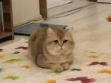 British Shorthair Golden