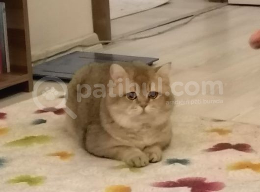 British Shorthair Golden görsel