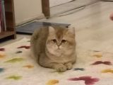British Shorthair Golden