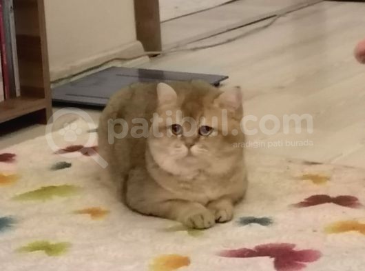 British Shorthair Golden görsel
