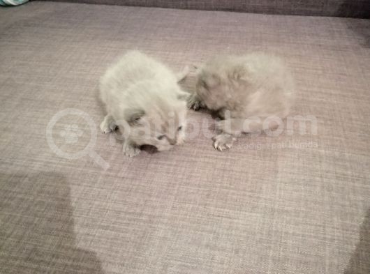 Mükemmel Scotti̇sh Ve Bri̇ti̇sh Yavrular