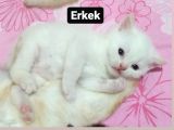1 Ayık Bebeklerim Yeni Ailesini Bekliyor