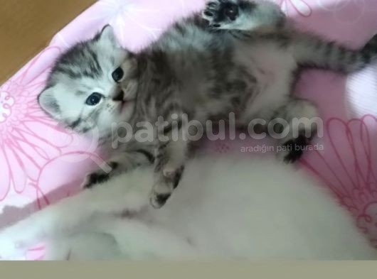 1 Ayık Bebeklerim Yeni Ailesini Bekliyor görsel