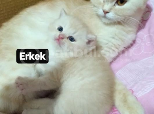 1 Ayık Bebeklerim Yeni Ailesini Bekliyor görsel