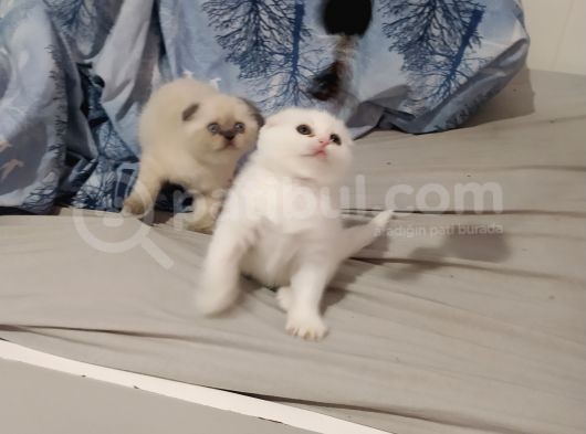 3 Mart Dogumlu Scotish Fold Erkek görsel