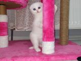 3 Mart Dogumlu Scotish Fold Erkek