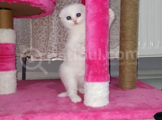 3 Mart Dogumlu Scotish Fold Erkek