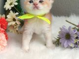 Safkan Golden Erkek Ny12
