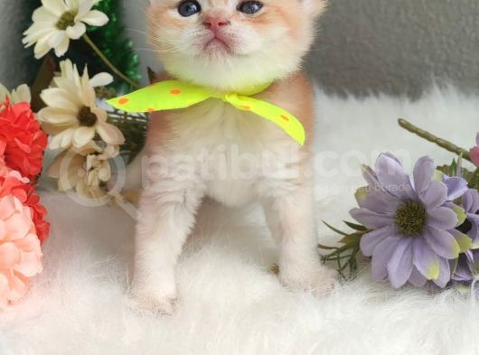 Safkan Golden Erkek Ny12 görsel