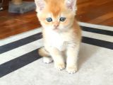 Safkan Golden Erkek Ny12
