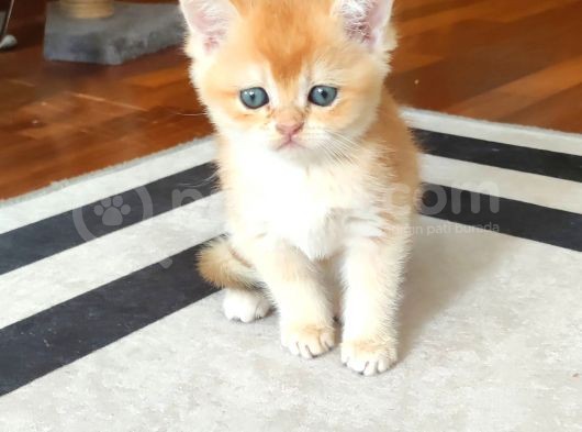 Safkan Golden Erkek Ny12 görsel