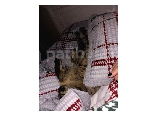 1 Yaşında Carlos Scotti̇sh Fold görsel