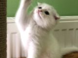Bembeyaz Top Surat Erkek Yavru