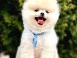 Boo Tıraşlı Pomeranian Yavrular 