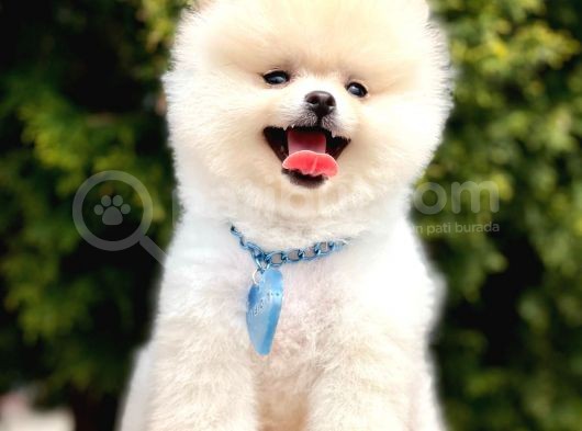 Boo Tıraşlı Pomeranian Yavrular  görsel
