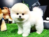 Mini Boy Fizik Yapısına Sahip Pomeranian Boo Yavrumuz 