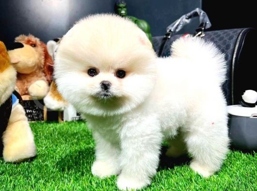 Mini Boy Fizik Yapısına Sahip Pomeranian Boo Yavrumuz  görsel