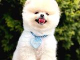 Boo Tıraşlı Pomeranian Yavrular 