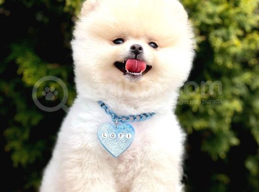 Boo Tıraşlı Pomeranian Yavrular  görsel