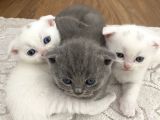 Beyaz Ve Gri Scottish Fold Yavrular