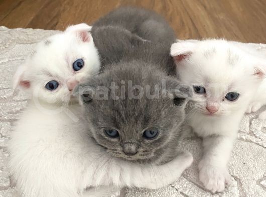 Beyaz Ve Gri Scottish Fold Yavrular görsel
