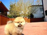 Muhteşem Surat Yapısına Sahip Pomeranian Boo Yavrumuz