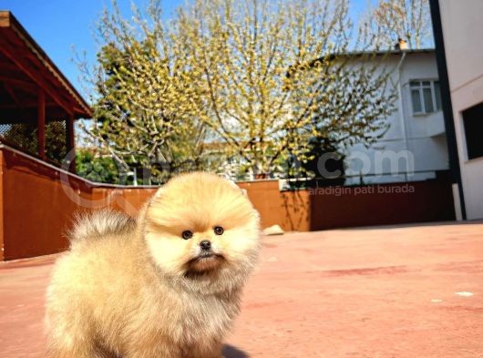 Muhteşem Surat Yapısına Sahip Pomeranian Boo Yavrumuz görsel