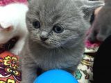 Beyaz Ve Gri Scottish Fold Yavrular