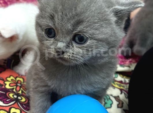 Beyaz Ve Gri Scottish Fold Yavrular görsel