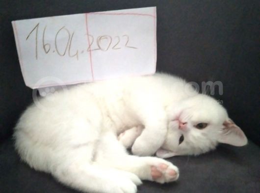 Pamuk Prensesimiz görsel