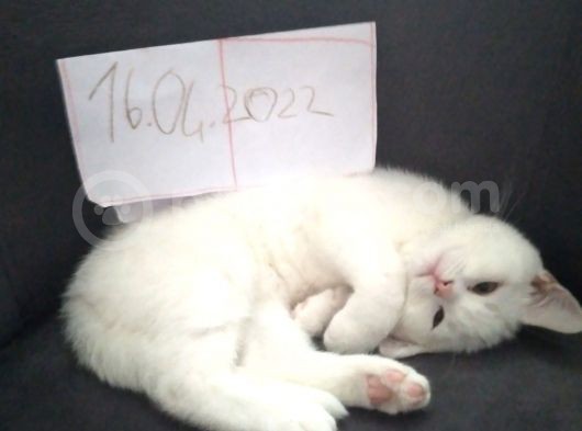 Pamuk Prensesimiz görsel