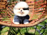 Ender Ve Özel Renk Tonuna Sahip Pomeranian Boo Yavrumuz