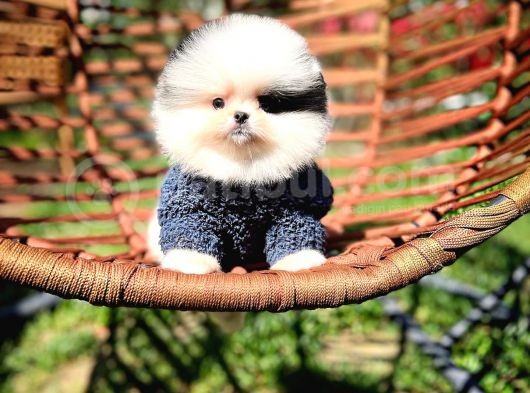 Ender Ve Özel Renk Tonuna Sahip Pomeranian Boo Yavrumuz görsel