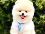 Boo Tıraşlı Pomeranian Yavrular 