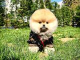 Muhteşem Surat Yapısına Sahip Pomeranian Boo Yavrumuz