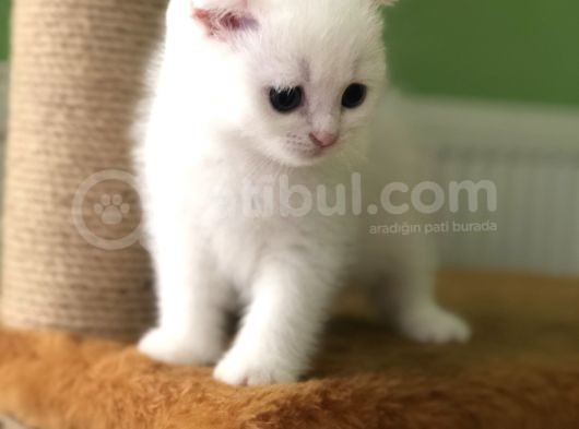 Bembeyaz Top Surat Erkek Yavru