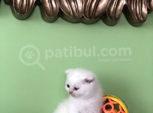Bembeyaz Top Surat Erkek Yavru görsel
