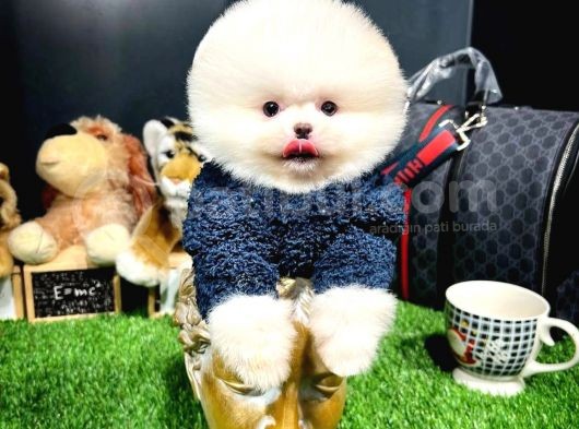 Mini Boy Fizik Yapısına Sahip Pomeranian Boo Yavrumuz 