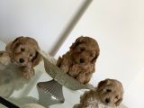 Toy Poodle Yavruları