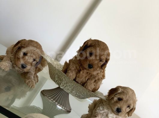 Toy Poodle Yavruları