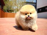 Muhteşem Surat Yapısına Sahip Pomeranian Boo Yavrumuz