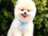 Boo Tıraşlı Pomeranian Yavrular 