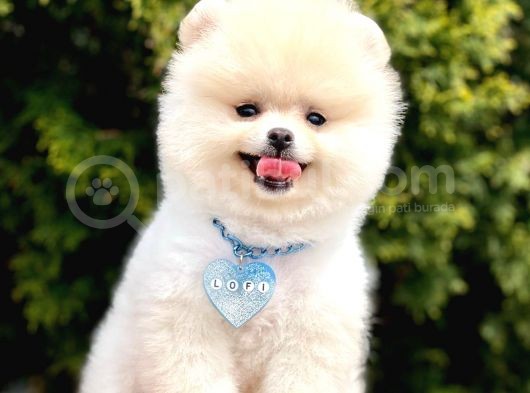 Boo Tıraşlı Pomeranian Yavrular 